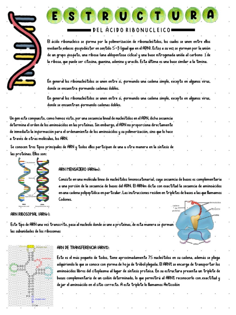 Estructura y Tipos de ARN | PDF | Rna | Adn