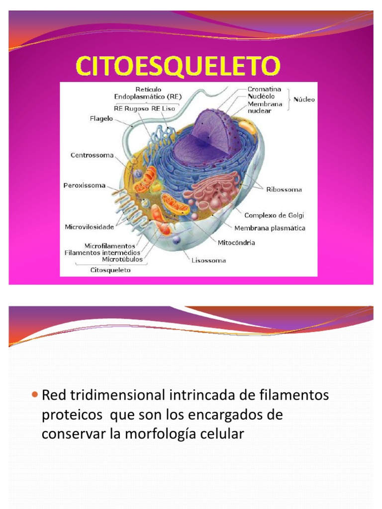Pucrs Sobre O Citoesqueleto é Correto Afirmar Que