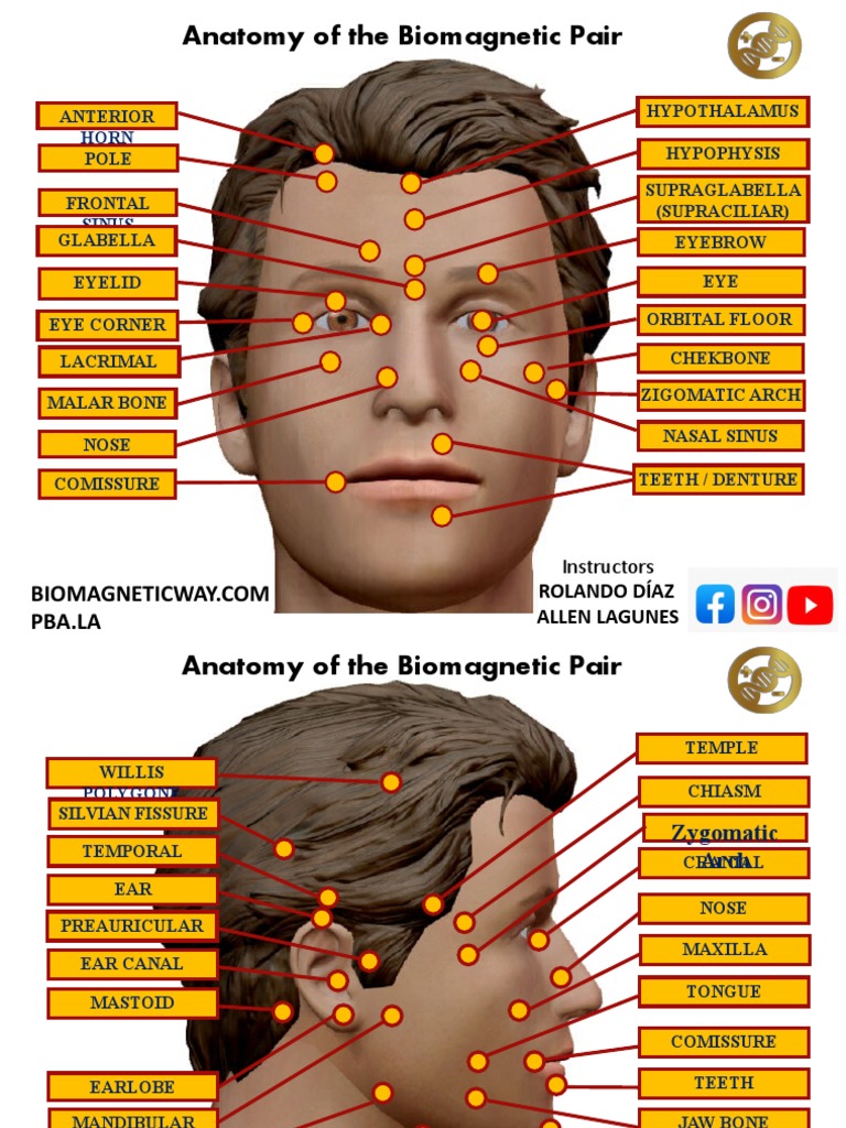 Biomagnetic Anatomy 2022 | PDF