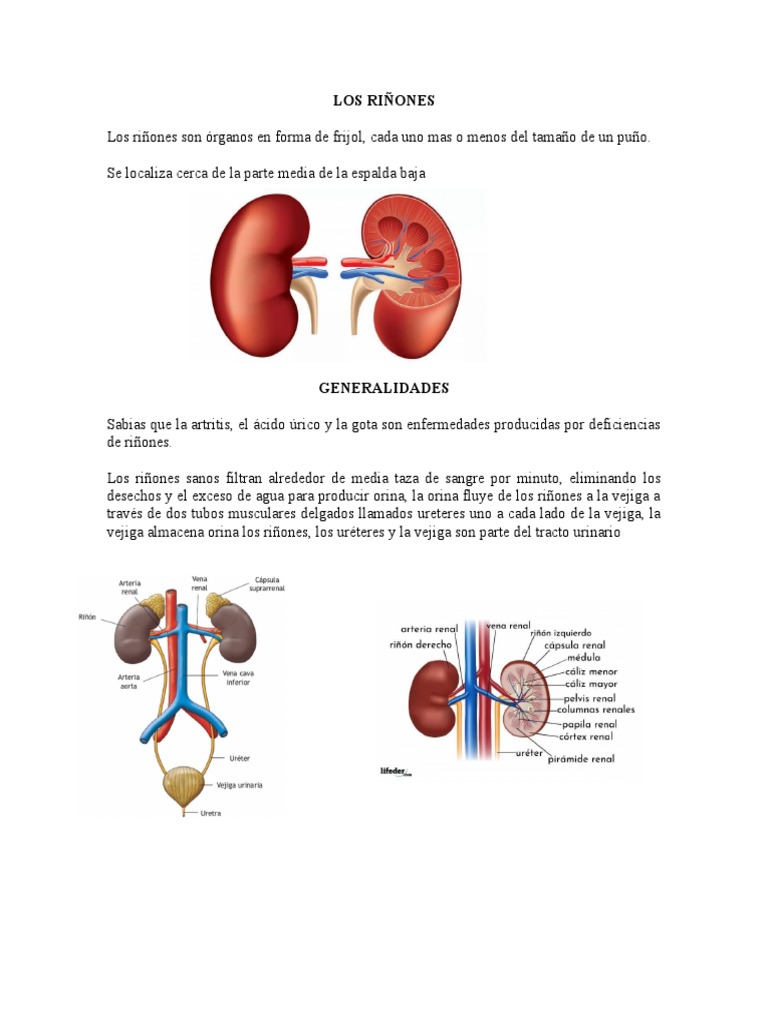 Funciones y cuidados de los riñones | PDF | Riñón | Orina