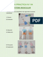 Guias Practica #04 S. Muscular