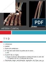 Arteria cubital: anatomía, relaciones y colaterales