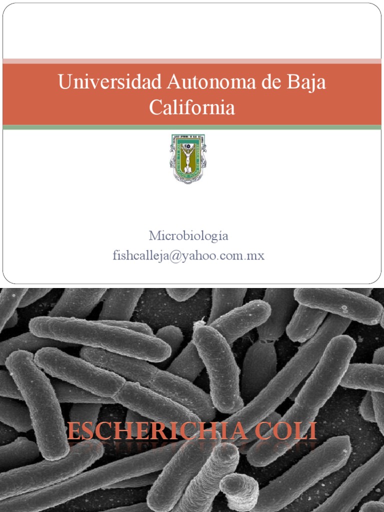 E Coli | PDF | Escherichia coli | Especialidades Medicas