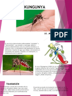 T 10 Chikungunya Exponer 1