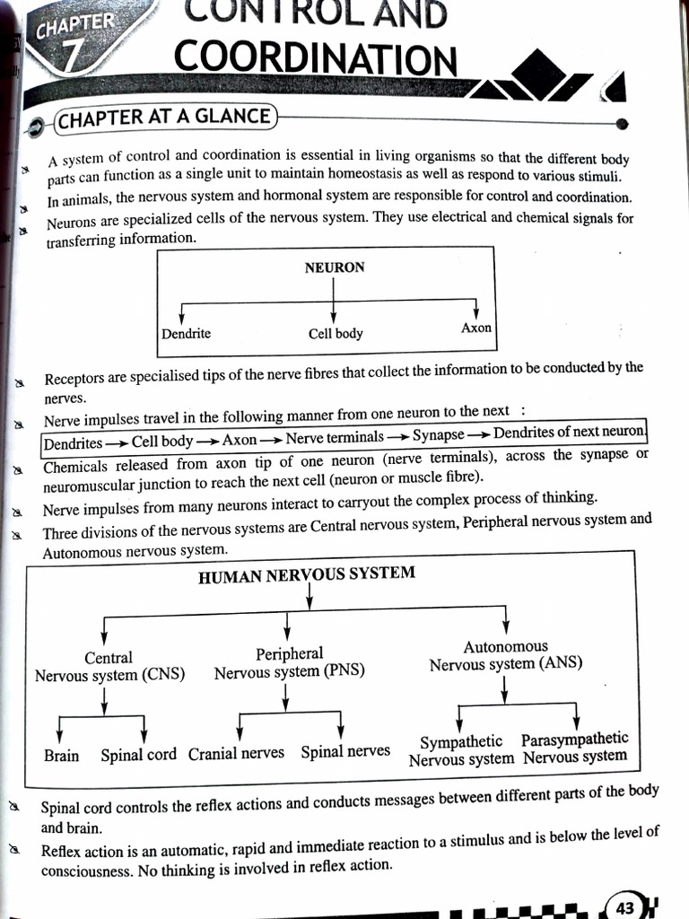 Control and Coordination Overview | PDF | Nervous System | Neuron