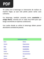 Download La Betarraga by Din B MP SN59906807 doc pdf