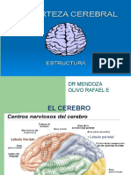 Cerebro y Sus Partes