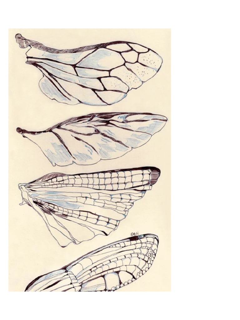 Tipos Alas Insectos | PDF