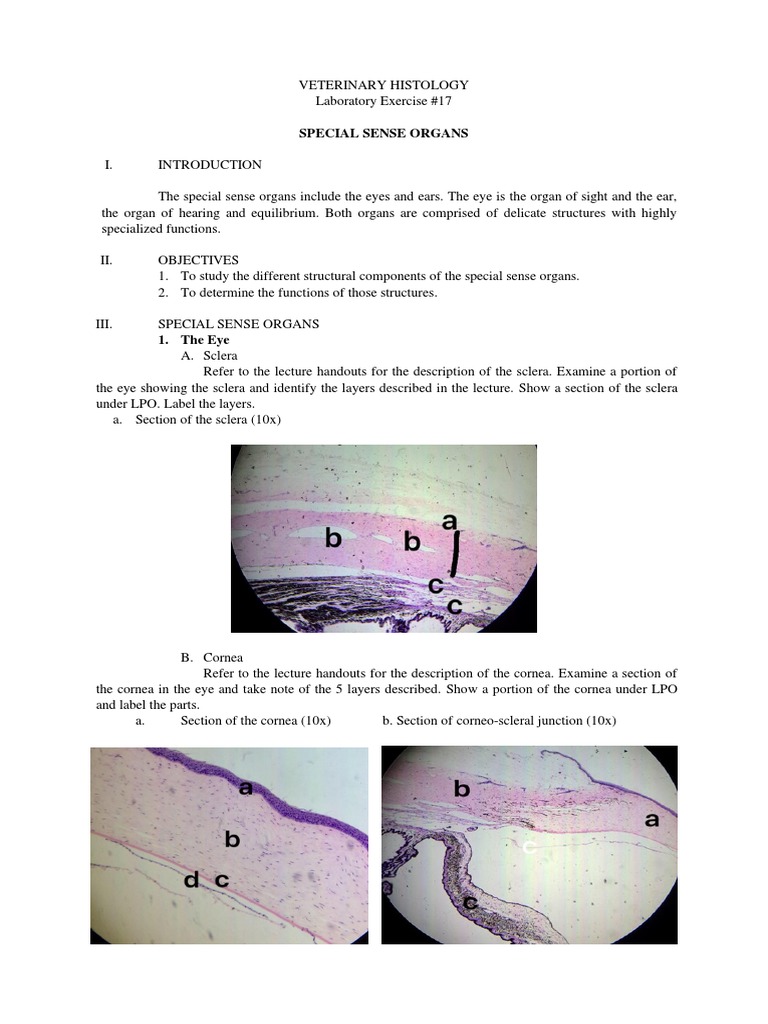 Ex17 Sense Organs Histology Lab | PDF | Auditory System | Ear