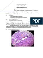 Endocrine System Histology Lab