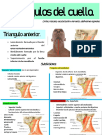 Triángulos del cuello: músculos, vasos e inervación
