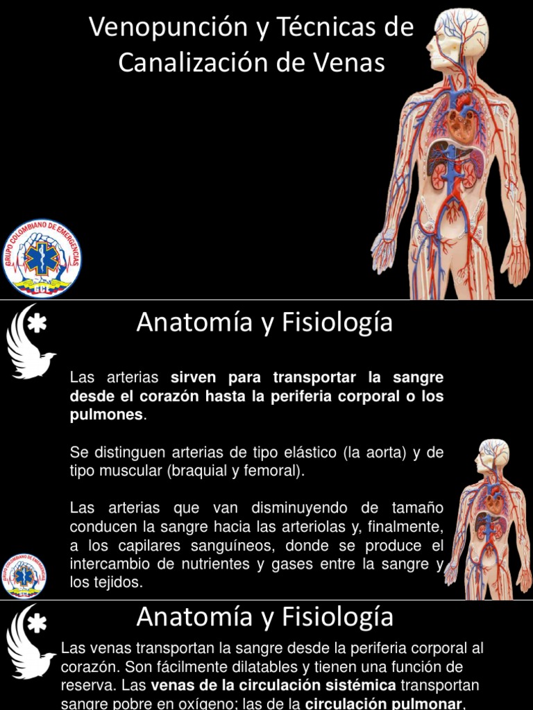 Venopunción y técnicas de canalización venosa: aspectos anatómicos ...