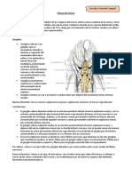 Plexos Del Tronco