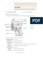 12 Gross Anatomy of The Muscular System