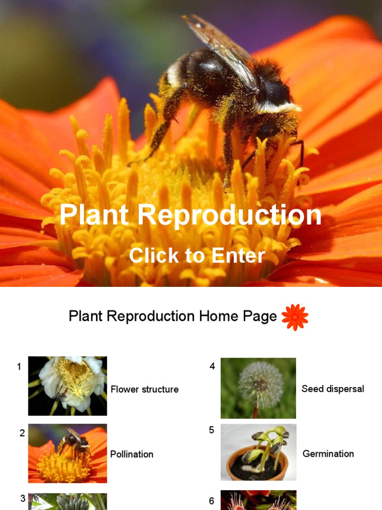 Sexual Reproduction in Plants | PDF | Flowers | Pollination