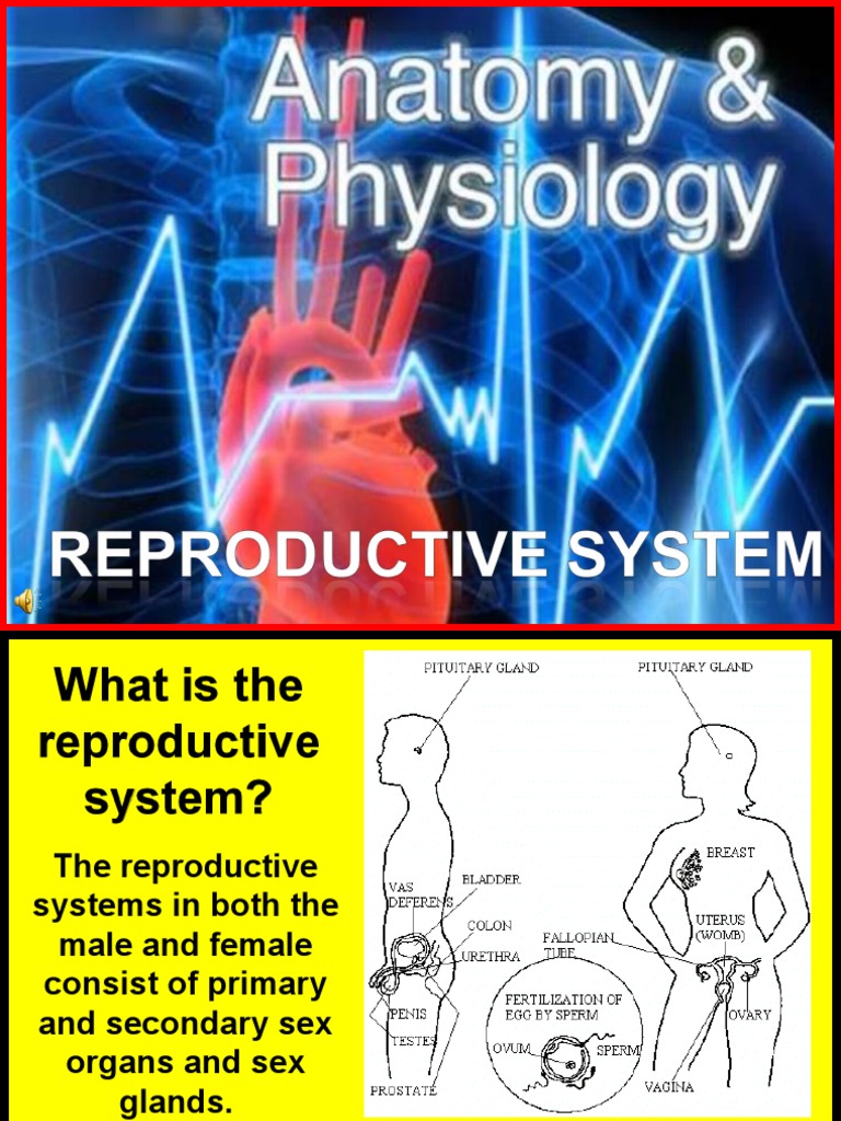 178 Anatomy Reproductive System | PDF | Uterus | Implantation (Human ...