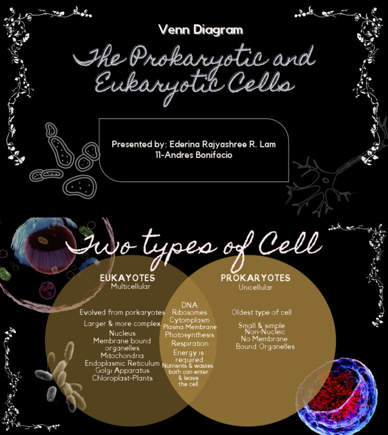 Two Types of Cell | PDF