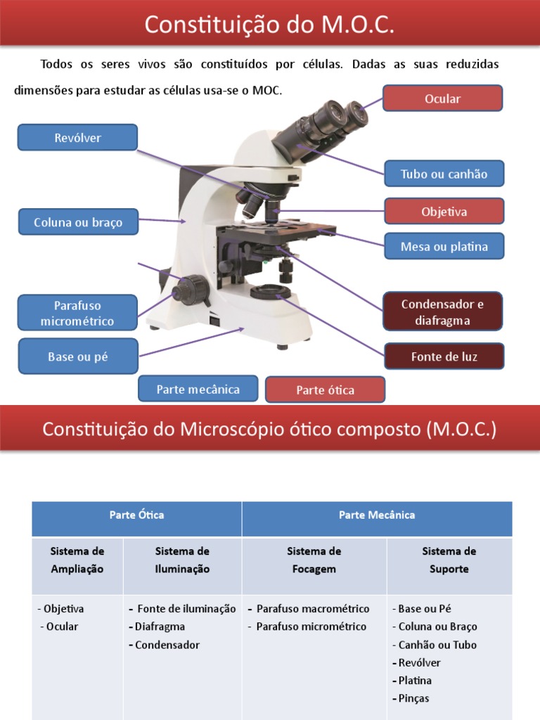 Constituição e Funcionamento do Microscópio Ótico Composto | PDF ...