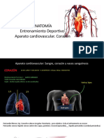 Aparato Cardiovascular - Corazón