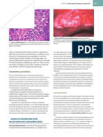 Oral and Maxillofacial Pathology Neville 4th Ed - En.es