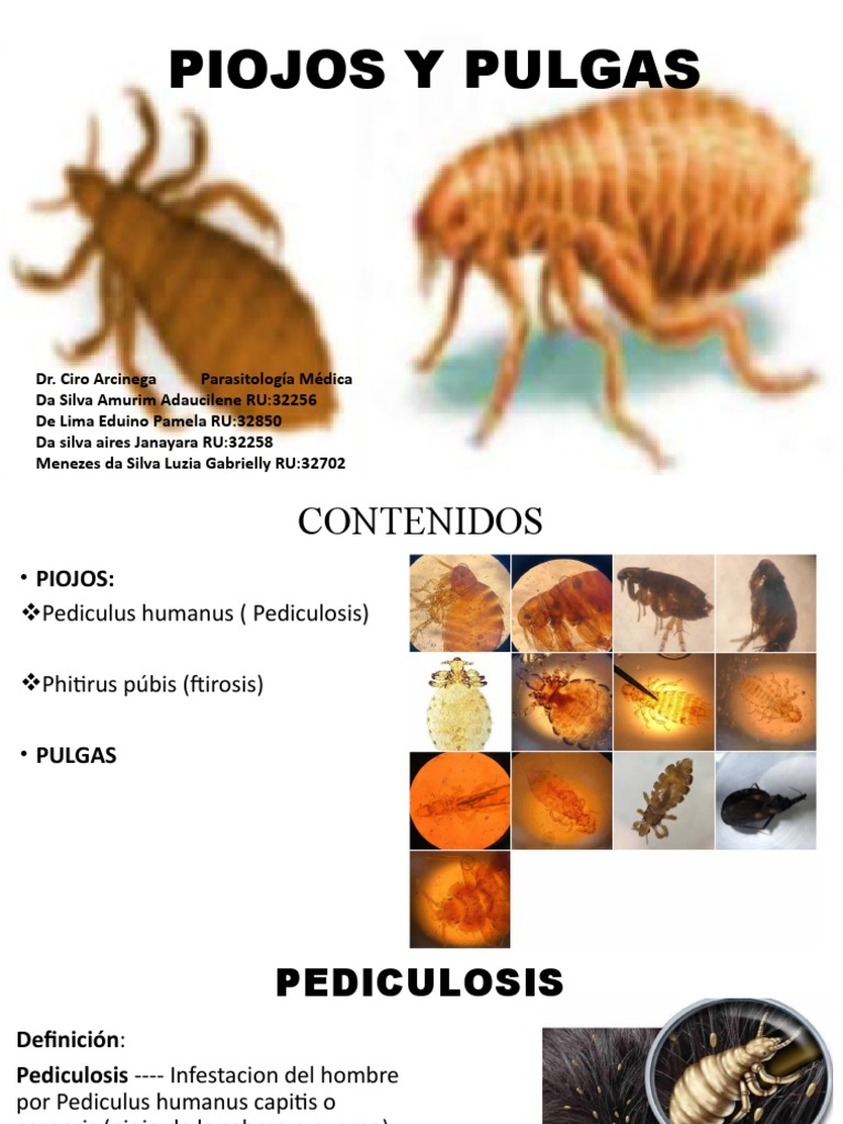 Diferencias entre Piojos y Pulgas | PDF | Especialidades Medicas