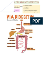 Histología del aparato digestivo
