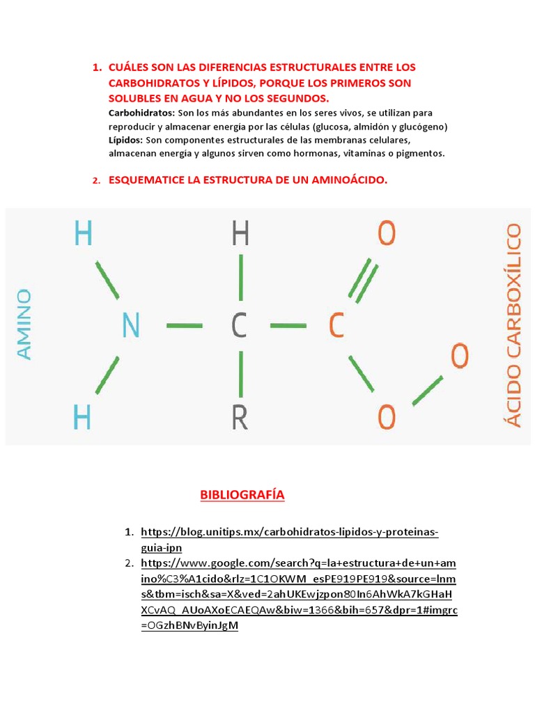 Cuáles Son Las Diferencias Estructurales Entre Los Carbohidratos y ...