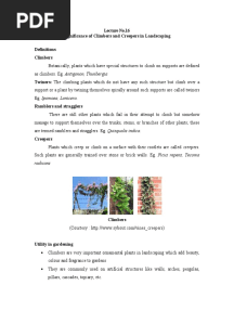 Significance of Climbers and Creepers in Landscaping