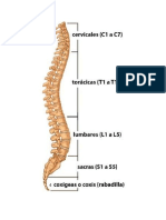 La Columna Vertebral