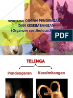 Kuliah Telinga 2013