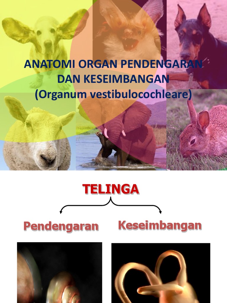 Anatomi Organ Pendengaran dan Keseimbangan pada Anjing | PDF