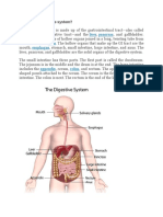 Resumen Digestive System