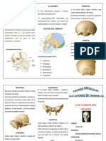 Huesos Del Craneo Triptico