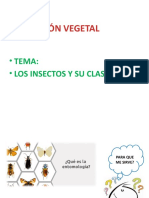 Curso protección vegetal insectos clasificación