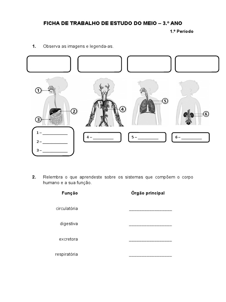 FICHA DE TRABALHO DE ESTUDO DO MEIO 3 Ano 1 P | PDF