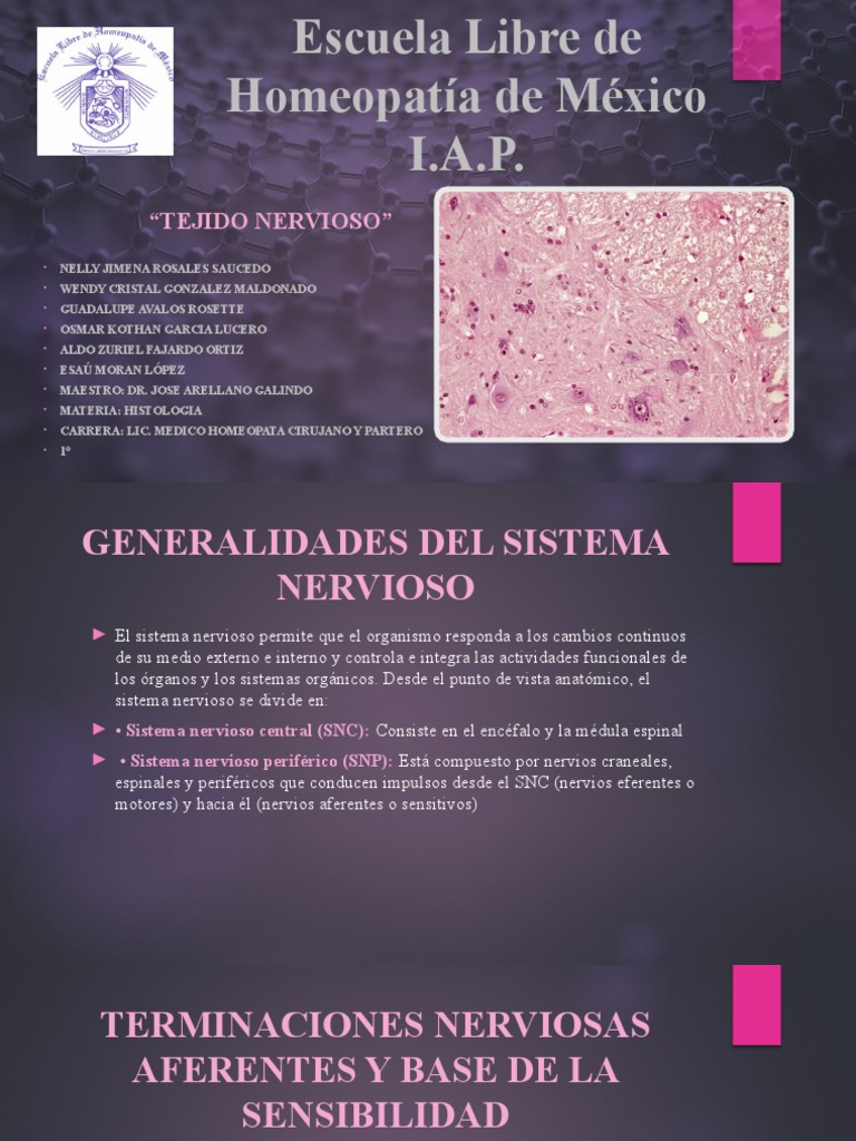 Tejido Nervioso y Sistema Nervioso | PDF | Sinapsis | Neurona