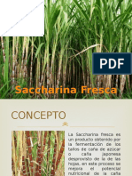 Presentacion de Saccharina