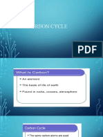 The Carbon Cycle: Animals, Respiration and Photosynthesis