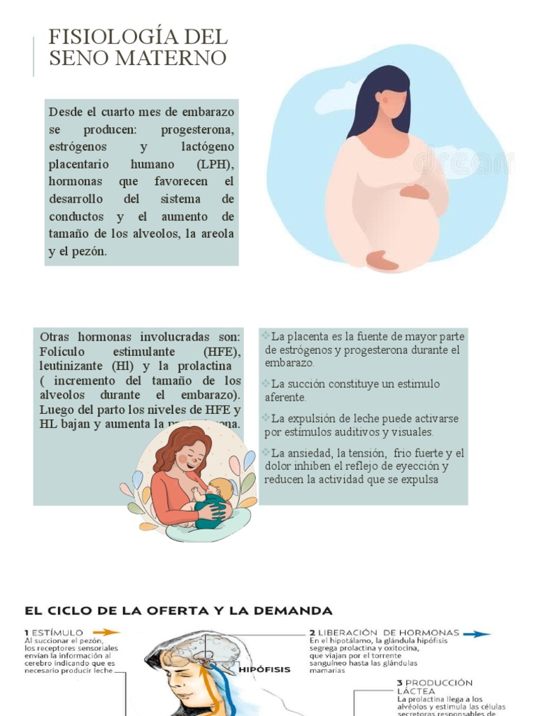 Fisiología Del Seno Materno | PDF