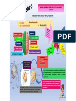 Infografia Del Cerebro y Funciones