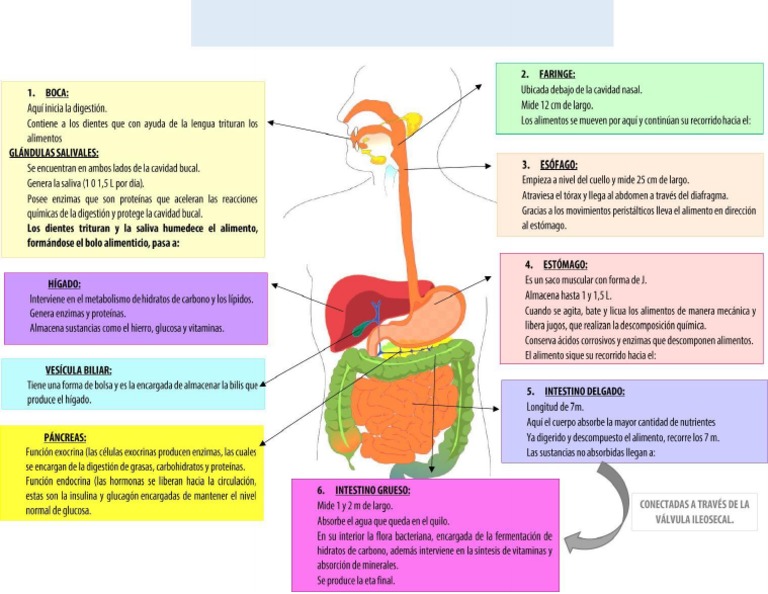 Proceso De Digestion Pdf