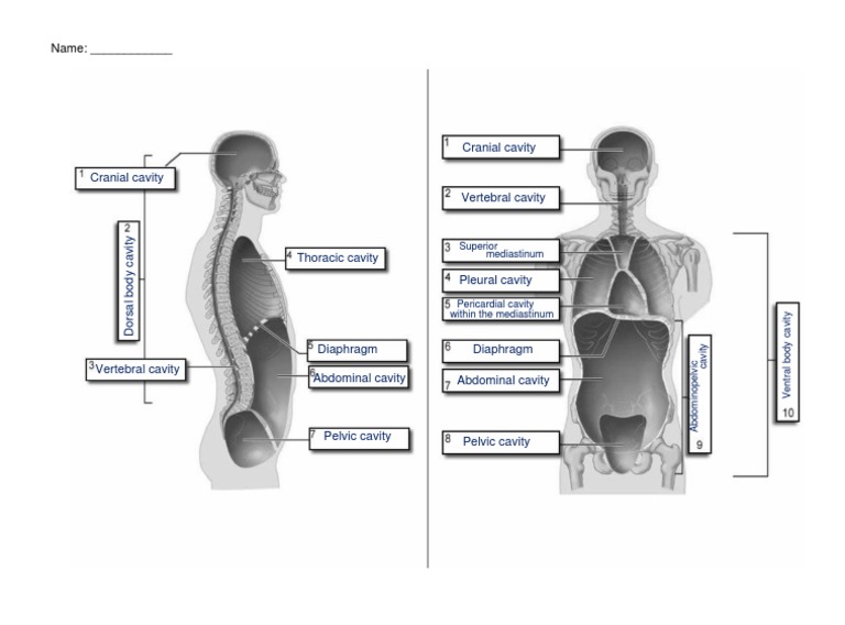 Body Cavities | PDF