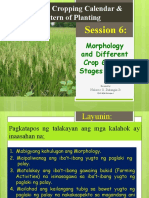 Morphology and Different Crop Growth Stages of Rice-Nolasco O. Dalangin Jr.