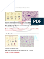 MALARIA CttDCA