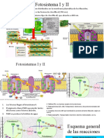 Fotosistema I y II