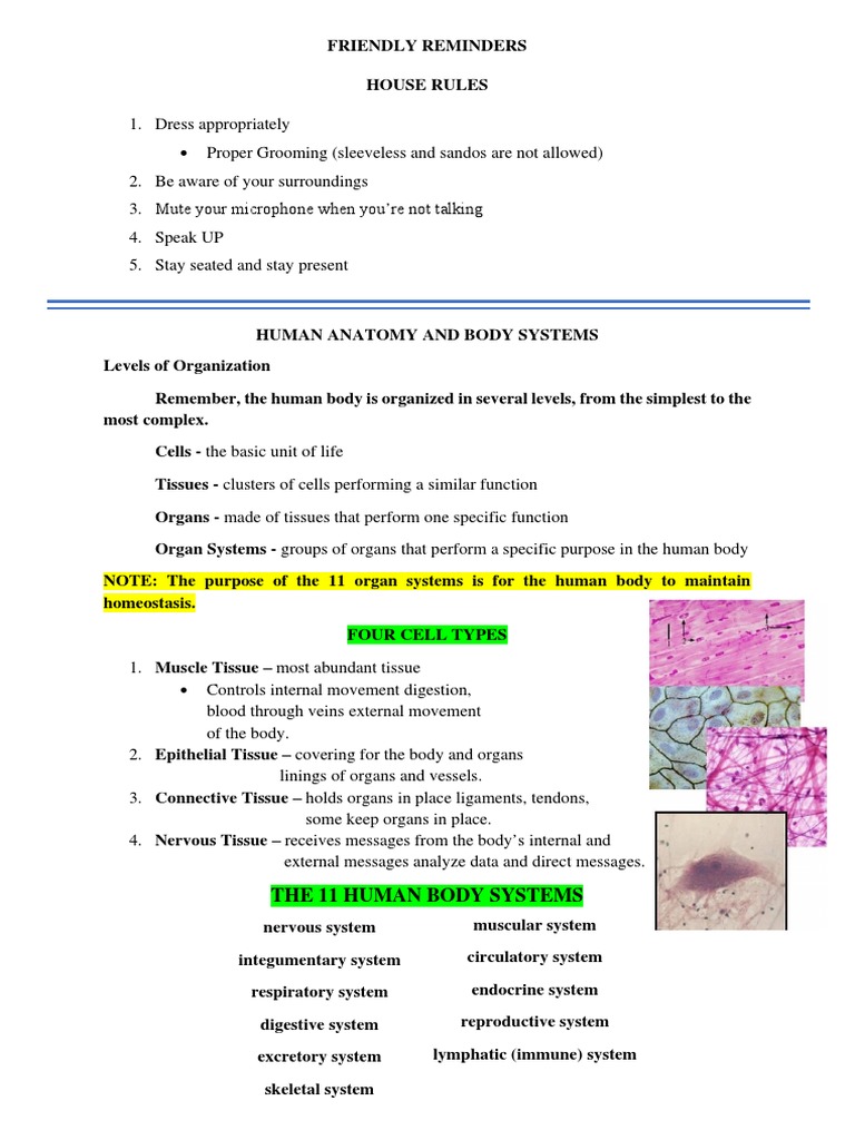 Human Body Systems Overview and Rules | PDF | Human Body | Skin