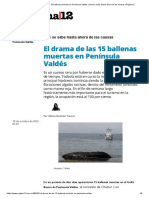 El Drama de Las 15 Ballenas Muertas en Península Valdés