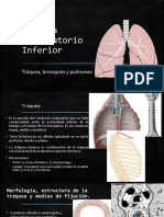 Sistema Respiratorio Inferior