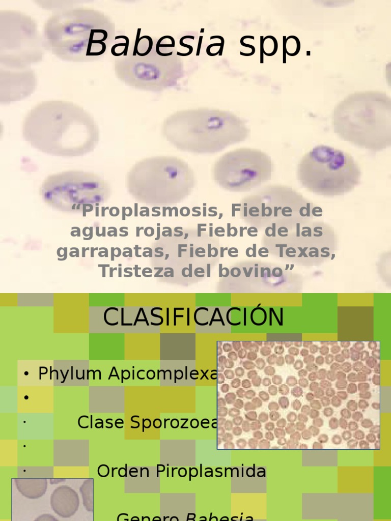 Morfología y ciclo de Babesia spp. | PDF | Especialidades Medicas ...