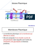 Membrane-Plasmique Compressed